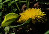 Dateiname=Verena_Leber_Erster_Zitronenfalter.jpg
Dateigröße=146KB
Abmessungen: 1200x832
hinzugefügt am: 14. April 2023 Verena_Leber_Erster_Zitronenfalter.jpg