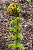 Dateiname=Verena_Leber_Farn.jpg
Dateigröße=836KB
Abmessungen: 788x1200
hinzugefügt am: 13. April 2024 Verena_Leber_Farn.jpg