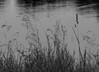 Dateiname=Verena_Leber_Graeser_am_Wasser.jpg
Dateigröße=639KB
Abmessungen: 1200x869
hinzugefügt am: 30. Juni 2023 Verena_Leber_Graeser_am_Wasser.jpg