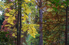 Dateiname=Verena_Leber_Herbstfaerbung.jpg
Dateigröße=384KB
Abmessungen: 1200x782
hinzugefügt am: 27. Oktober 2022 Verena_Leber_Herbstfaerbung.jpg