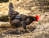 Dateiname=Verena_Leber_Huhn.jpg
Dateigröße=389KB
Abmessungen: 1200x926
hinzugefügt am: 01. Oktober 2022 Verena_Leber_Huhn.jpg