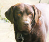 Verena_Leber_Hund.jpg