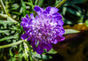 Dateiname=Verena_Leber_Japanische_Scabiose.jpg
Dateigröße=245KB
Abmessungen: 1200x839
hinzugefügt am: 28. August 2021 Verena_Leber_Japanische_Scabiose.jpg
