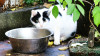 Verena_Leber_Katze.jpg