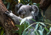 Dateiname=Verena_Leber_Koala_Zoo_Duisburg.jpg
Dateigröße=222KB
Abmessungen: 1200x844
hinzugefügt am: 24. September 2022 Verena_Leber_Koala_Zoo_Duisburg.jpg