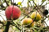 Dateiname=Verena_Leber_Letzter_Apfel.jpg
Dateigröße=163KB
Abmessungen: 1200x800
hinzugefügt am: 14. Dezember 2024 Verena_Leber_Letzter_Apfel.jpg