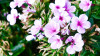 Verena_Leber_Phlox.jpg