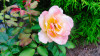 Verena_Leber_Rose~0.jpg