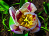 Dateiname=Verena_Leber_Tulpenbluete_von_oben.jpg
Dateigröße=170KB
Abmessungen: 1200x896
hinzugefügt am: 24. April 2023 Verena_Leber_Tulpenbluete_von_oben.jpg