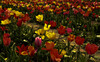Dateiname=Verena_Leber_Zum_selbst_Pfluecken.jpg
Dateigröße=286KB
Abmessungen: 1200x746
hinzugefügt am: 15. April 2022 Verena_Leber_Zum_selbst_Pfluecken.jpg