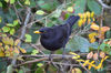 Dateiname=Vogel_01.jpg
Dateigröße=498KB
Abmessungen: 850x563
hinzugefügt am: 20. November 2016 Vogel_01.jpg