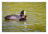 Dateiname=W_Blaesshuhn_mit_Kueken_08.jpg
Dateigröße=760KB
Abmessungen: 1200x833
hinzugefügt am: 25. August 2024 W_Blaesshuhn_mit_Kueken_08.jpg