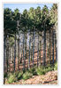 Dateiname=W_Wald_02.jpg
Dateigröße=806KB
Abmessungen: 590x850
hinzugefügt am: 04. Januar 2014 W_Wald_02.jpg