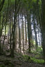 Dateiname=Wald_020.jpg
Dateigröße=419KB
Abmessungen: 567x850
hinzugefügt am: 05. September 2010 Wald_020.jpg