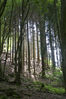 Wald_020.jpg