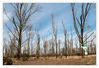 Dateiname=Wald_nach_Sturm_Ela_01_Kopie_.jpg
Dateigröße=607KB
Abmessungen: 850x583
hinzugefügt am: 03. April 2015 Wald_nach_Sturm_Ela_01_Kopie_.jpg
