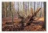 Dateiname=Waldsparziergang_Gohr_04.jpg
Dateigröße=830KB
Abmessungen: 1024x707
hinzugefügt am: 27. Januar 2020 Waldsparziergang_Gohr_04.jpg