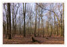 Dateiname=Waldsparziergang_Gohr_05.jpg
Dateigröße=835KB
Abmessungen: 1024x711
hinzugefügt am: 30. Januar 2020 Waldsparziergang_Gohr_05.jpg