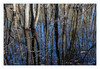 Dateiname=Wanderung_Moor_03.jpg
Dateigröße=1422KB
Abmessungen: 1200x829
hinzugefügt am: 15. Mai 2021 Wanderung_Moor_03.jpg