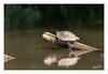 Dateiname=Wasserschildkroete_Erft_03.jpg
Dateigröße=264KB
Abmessungen: 850x587
hinzugefügt am: 25. Juni 2018 Wasserschildkroete_Erft_03.jpg