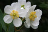 Dateiname=Weiß_Carpenteria_californica_04.jpg
Dateigröße=269KB
Abmessungen: 850x567
hinzugefügt am: 08. Juni 2008 Weiß_Carpenteria_californica_04.jpg