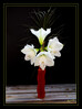Dateiname=Weisse_Amaryllis_01.jpg
Dateigröße=542KB
Abmessungen: 893x1200
hinzugefügt am: 19. November 2021 Weisse_Amaryllis_01.jpg