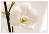 Dateiname=Weisse_Orchidee_01.jpg
Dateigröße=234KB
Abmessungen: 850x585
hinzugefügt am: 30. Dezember 2016 Weisse_Orchidee_01.jpg
