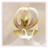 Weisse_Orchidee_Detail_03.jpg