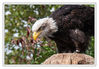 Weisskopfseeadler_03_m_R.jpg