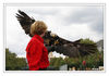 Weisskopfseeadler_Anflug_m_R_01.jpg