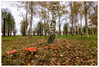 Dateiname=Weitwinkel_Fliegenpilze_und_Baeume.jpg
Dateigröße=1787KB
Abmessungen: 1200x811
hinzugefügt am: 10. November 2021 Weitwinkel_Fliegenpilze_und_Baeume.jpg
