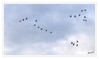 Dateiname=Wildgaense_im_November_01.jpg
Dateigröße=346KB
Abmessungen: 1200x718
hinzugefügt am: 15. November 2020 Wildgaense_im_November_01.jpg