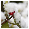 Dateiname=Winter_Rote_Beere_01.jpg
Dateigröße=347KB
Abmessungen: 850x850
hinzugefügt am: 20. Dezember 2010 Winter_Rote_Beere_01.jpg