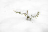 Dateiname=Winterintermezzo_B_03.jpg
Dateigröße=308KB
Abmessungen: 1200x800
hinzugefügt am: 19. Januar 2021 Winterintermezzo_B_03.jpg