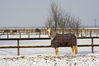 Dateiname=Wintertraum_in_Grefrath_01.jpg
Dateigröße=213KB
Abmessungen: 850x567
hinzugefügt am: 08. Januar 2010 Wintertraum_in_Grefrath_01.jpg
