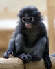 Wuppertal_Brillenlangur__01_Kopie.jpg