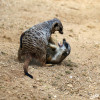Zoo_Duisburg_Livia_Erdmaennchen_01.jpg