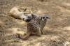 Zoo_Duisburg_Livia_Erdmaennchen_09.jpg