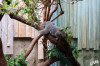 Dateiname=Zoo_Duisburg_Livia_Koala_01_k.jpg
Dateigröße=869KB
Abmessungen: 1200x800
hinzugefügt am: 09. August 2026 Zoo_Duisburg_Livia_Koala_01_k.jpg