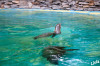 Dateiname=Zoo_Duisburg_Livia_Seeloewen_01.jpg
Dateigröße=956KB
Abmessungen: 1200x800
hinzugefügt am: 09. August 2026 Zoo_Duisburg_Livia_Seeloewen_01.jpg
