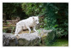 Dateiname=Zoo_Duisburg_Weisser_Wolf_01.jpg
Dateigröße=845KB
Abmessungen: 1200x829
hinzugefügt am: 10. August 2026 Zoo_Duisburg_Weisser_Wolf_01.jpg