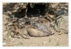 Dateiname=Zoo_Duisburg_Zebramangusten_02.jpg
Dateigröße=1086KB
Abmessungen: 1200x829
hinzugefügt am: 10. August 2026 Zoo_Duisburg_Zebramangusten_02.jpg