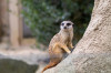 Dateiname=Zoo_Krefeld_Erdmaennchen_02.jpg
Dateigröße=849KB
Abmessungen: 1200x800
hinzugefügt am: 16. April 2025 Zoo_Krefeld_Erdmaennchen_02.jpg