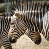 Dateiname=Zoo_Krefeld_Hartmann-Bergzebras_10.jpg
Dateigröße=1393KB
Abmessungen: 1200x1200
hinzugefügt am: 15. April 2025 Zoo_Krefeld_Hartmann-Bergzebras_10.jpg