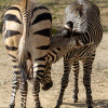 Dateiname=Zoo_Krefeld_Hartmann-Bergzebras_13.jpg
Dateigröße=1542KB
Abmessungen: 1200x1200
hinzugefügt am: 15. April 2025 Zoo_Krefeld_Hartmann-Bergzebras_13.jpg