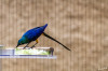 Dateiname=Zoo_Krefeld_Koenigs-Glanzstar_01.jpg
Dateigröße=768KB
Abmessungen: 1200x800
hinzugefügt am: 13. April 2025 Zoo_Krefeld_Koenigs-Glanzstar_01.jpg
