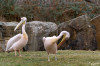 Dateiname=Zoo_Krefeld_Pelikane_01.jpg
Dateigröße=914KB
Abmessungen: 1200x800
hinzugefügt am: 16. April 2025 Zoo_Krefeld_Pelikane_01.jpg