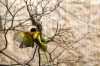 Dateiname=Zoo_Krefeld_Textorweber_Dorfweber_03.jpg
Dateigröße=858KB
Abmessungen: 1200x800
hinzugefügt am: 13. April 2025 Zoo_Krefeld_Textorweber_Dorfweber_03.jpg