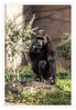 Zoo_Krehfeld_Flachlandgorilla__07.jpg