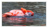 Dateiname=Zoo_Krehfeld_Flamingos_11.jpg
Dateigröße=442KB
Abmessungen: 850x508
hinzugefügt am: 05. Januar 2019 Zoo_Krehfeld_Flamingos_11.jpg